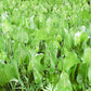 Silphium terebinthinaceum - Prairie Dock - 3" Pot