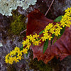 Solidago caesia - Blue Stemmed Goldenrod