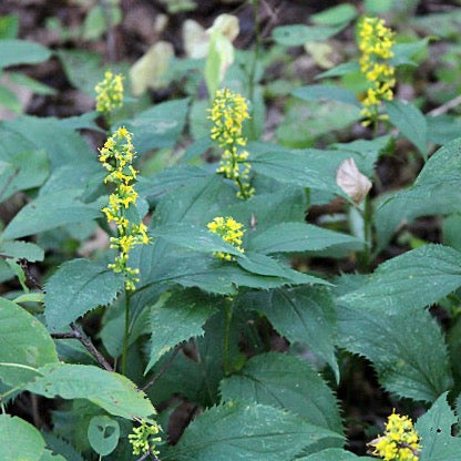 Solidago flexicaulis - Zig Zag Goldenrod