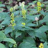Solidago flexicaulis - Zig Zag Goldenrod