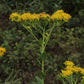 Oligoneuron rigidum - Stiff Goldenrod