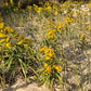 Solidago sempervirens - Seaside Goldenrod