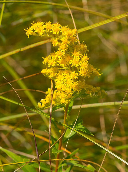Solidago uliginosa - Bog Goldenrod