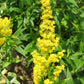 Solidago caesia - Blue Stemmed Goldenrod - 38 Plug Tray