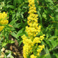 Solidago caesia - Blue Stemmed Goldenrod