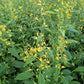 Solidago flexicaulis - Zig Zag Goldenrod