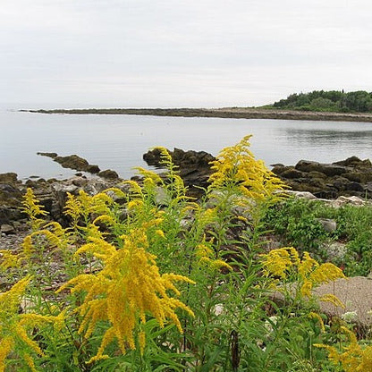 Solidago nemoralis - Old Field Goldenrod