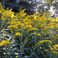 Solidago nemoralis - Old Field Goldenrod
