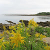 Solidago nemoralis - Old Field Goldenrod - 3" Pot