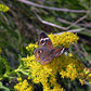 Solidago sempervirens - Seaside Goldenrod