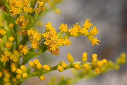 Solidago sempervirens - Seaside Goldenrod