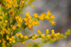 Solidago sempervirens - Seaside Goldenrod