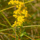 Solidago uliginosa - Bog Goldenrod