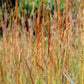 Sorghastrum nutans - Indian Grass