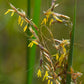 Sorghastrum nutans - Indian Grass