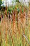 Sorghastrum nutans - Indian Grass - 38 Plug Tray