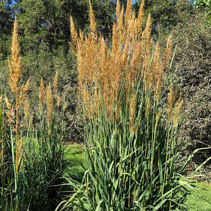 Sorghastrum nutans - Indian Grass