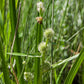 Sparganium americanum - American Bur Reed - 38 Plug Tray