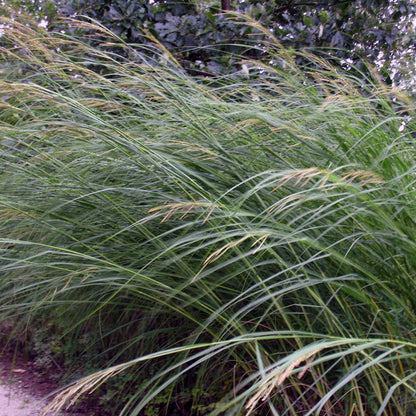 Spartina pectinata - Cordgrass - 3" Pot