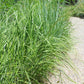 Spartina pectinata - Cordgrass - 3" Pot