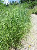 Spartina pectinata - Cordgrass - 3" Pot