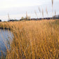 Spartina pectinata - Cordgrass
