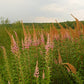Spiraea tomentosa - Steeplebush - 38 Plug Tray