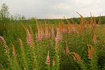 Spiraea tomentosa - Steeplebush - 3" Pot