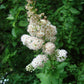 Spiraea alba - Meadowsweet - 1 Gallon Pot