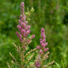 Spiraea tomentosa - Steeplebush