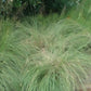 Sporobolus heterolepis - Prairie Dropseed - 3" Pot