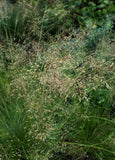Sporobolus heterolepis - Prairie Dropseed - 3" Pot