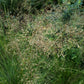 Sporobolus heterolepis - Prairie Dropseed
