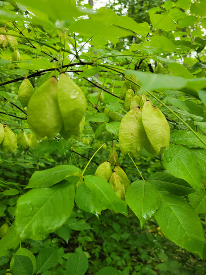 Staphylea trifolia - Bladdernut