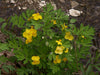 Stylophorum diphyllum - Celandine Poppy - 3" Pot