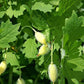 Stylophorum diphyllum - Celandine Poppy