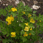 Stylophorum diphyllum - Celandine Poppy