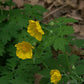 Stylophorum diphyllum - Celandine Poppy