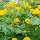 Stylophorum diphyllum - Celandine Poppy