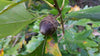 Quercus bicolor - Swamp White Oak