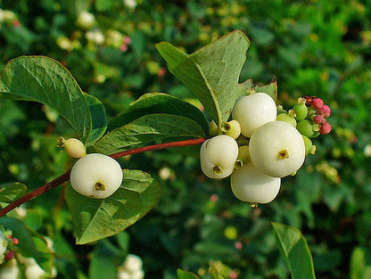 Symphoricarpos albus - Snowberry