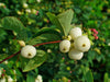 Symphoricarpos albus - Snowberry