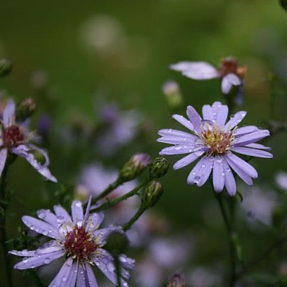 Symphyotrichum cordifolium - Heart Leaved Aster