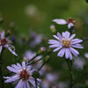 Symphyotrichum cordifolium - Heart Leaved Aster