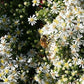 Symphyotrichum ericoides - Heath Aster - 38 Plug Tray