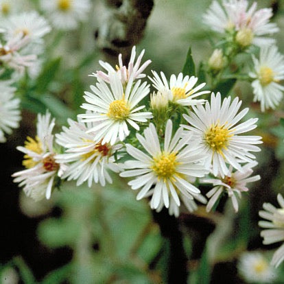 Symphyotrichum ericoides - Heath Aster - 38 Plug Tray