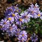 Symphyotrichum laeve - Smooth Aster