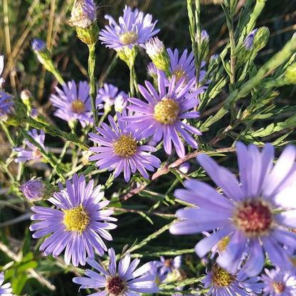 Symphyotrichum oolentangiense - Sky Blue Aster - 38 Plug Tray