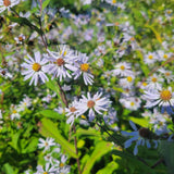 Symphyotrichum prenanthoides - Crooked Stem Aster - 3" Pot