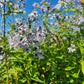 Symphyotrichum prenanthoides - Crooked Stem Aster